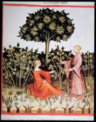 Nova 2644 fol. 36r Collecte de céleri-rave, du Tacuinum Sanitatis Codex Vindobonensis